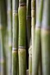 thumbnail: nrg-sid-shoot-sugarcane-1.jpg
