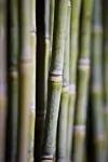 thumbnail: nrg-sid-shoot-sugarcane-5.jpg